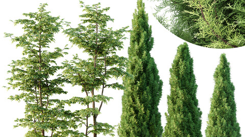 Carpinus Betulus and Mediterranean Cypress