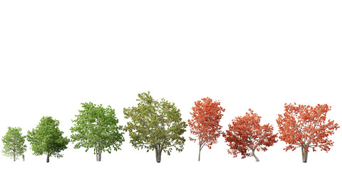 Quercus rubra – the northern red oak