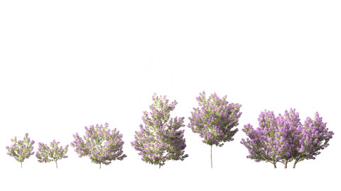 Californian lilac – soap bush