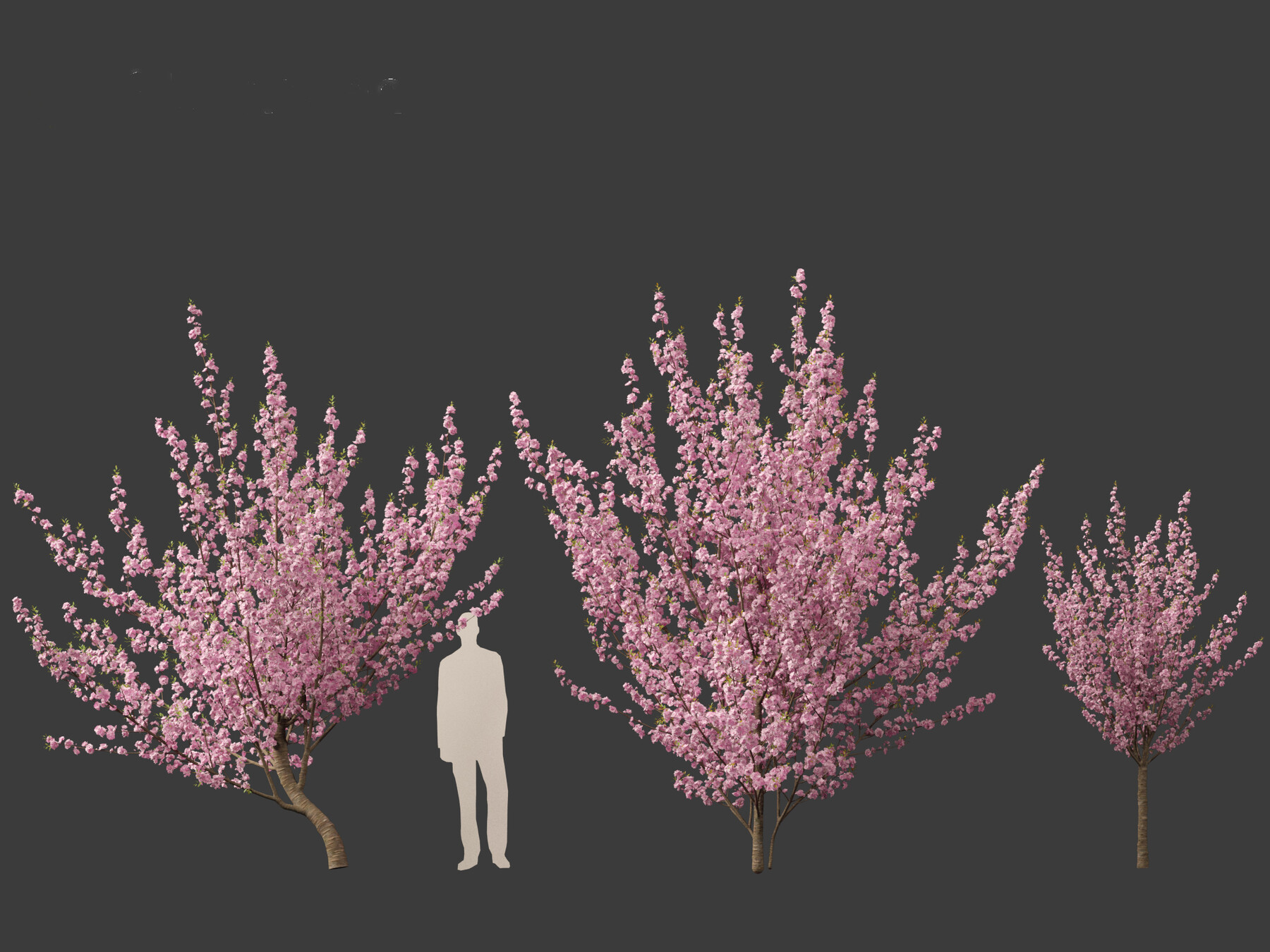 ArtStation - Prunus serrulata Kanzan – Japanese flowering cherry ...