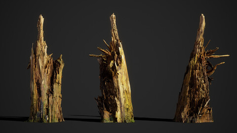 Broken Tree Stump 01