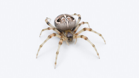 Garden Spider