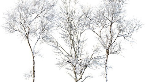 Ulmus changii and Acer Saccharinum Winter snow trees