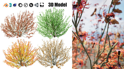 Four Seasons of Hamamelis vernalis