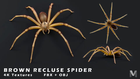 Brown Recluse Spider