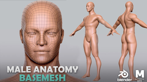 Male  BaseMesh - Topology + UV map