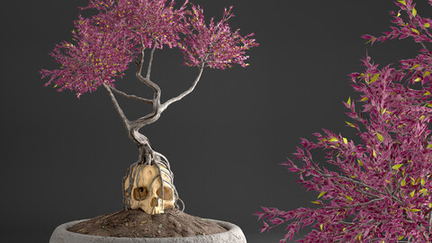 bonsai on skull in pot 09