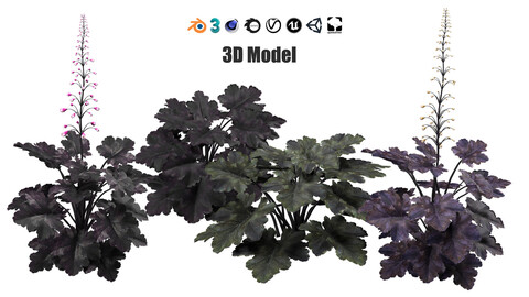 Coralbells Primo Black Pearl 3d model