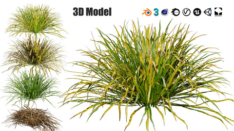 Dwarf Mondo Grass 3D Pack