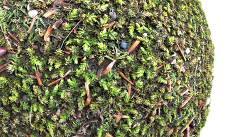 Moss Seamless Texture Patterns 2k (2048*2048) | PNG 4 | JPG 4 File Formats.