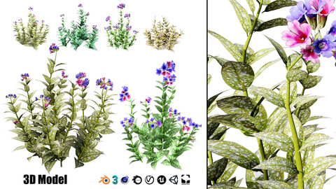 Lungwort flowering plants 3d model