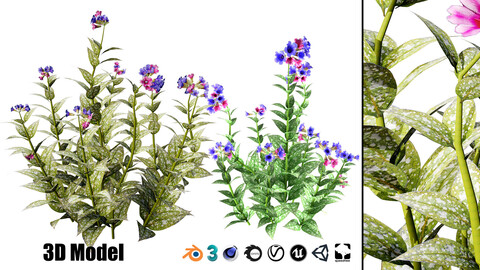 Spotted lungwort flowering plants 3d model