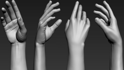 Hand Anatomy Reference ztool