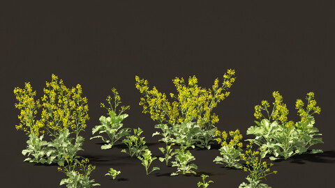 Brassica juncea – Chinese Mustard