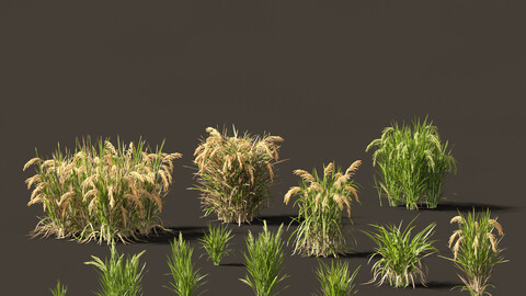 Oryza sativa – Rice