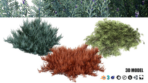 Juniperus horizontalis 'Bar Harbor' 3d model