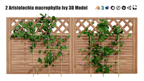 evergreen Dutchman's Pipe vine 3d model