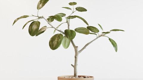 Ficus altissima 3D model