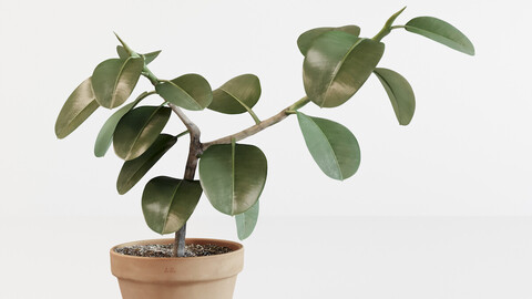 Ficus elastica 3D model