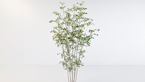 Fraxinus griffithii Tree 2 3D model