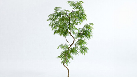 Everfresh Tree 2M - Cojoba arborea var angustifolia 3D model