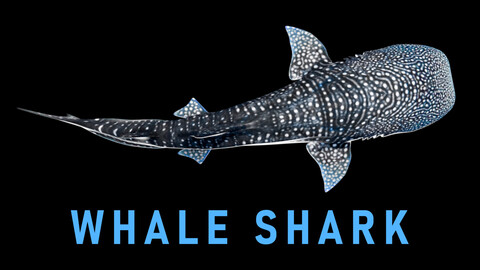 Animated Whale Shark