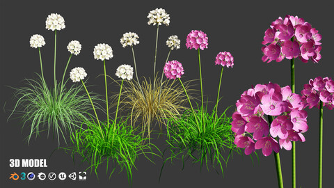 Sea Thrift flowers 3d collection