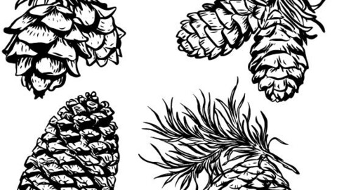 conifer pine cone icons black and white svg file