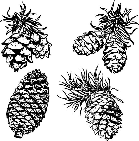 pine cone graphic black and white