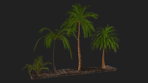 Four palmS trees subtropics with textures