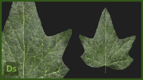 Ivy leaf Substance Material