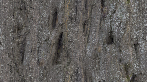 Bark Seamless Texture Patterns 2k (2048*2048) | EXR 5 | JPG 5 File Formats All Texture Apply After Object Look Like A 3D