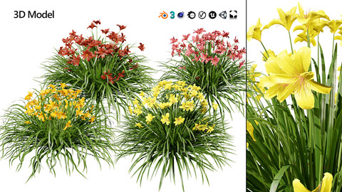 Daylily Blooming 3d pack