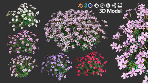 Phlox subulata flowering plant in 5 variations with free tutorial