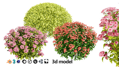 Goldmound Spiraea Flowering Plants 3D Model