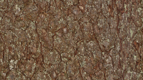 Bark Seamless Texture Patterns 2k (2048*2048) | EXR 5 | JPG 5 File Formats All Texture Apply After Object Look Like A 3D