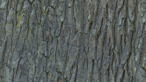 Bark Seamless Texture 2k (2048*2048) | EXR 5 | JPG 5 File Formats All Texture Apply After Object Look Like A 3D. (1K preview image)