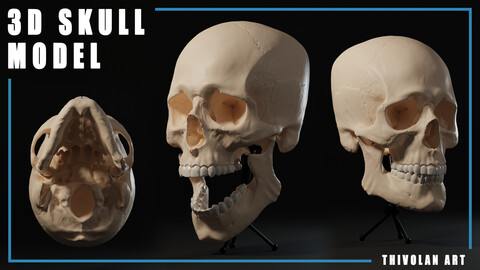 3D Human Male Skull Model for Artists