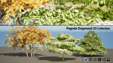 3 Season pagoda dogwood Shrubs