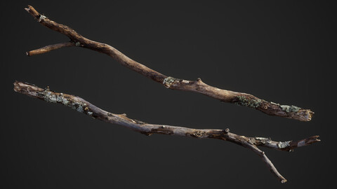 Large Broken Branch 03