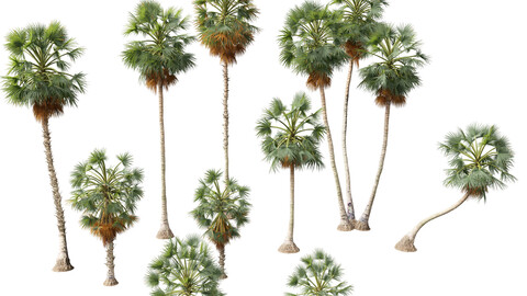 Borassus flabellifer - palmyra palm