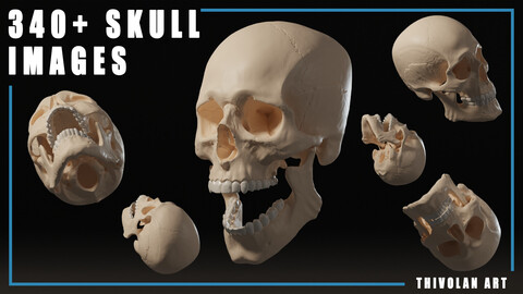 340+ Skull Reference Image Renders (4K)