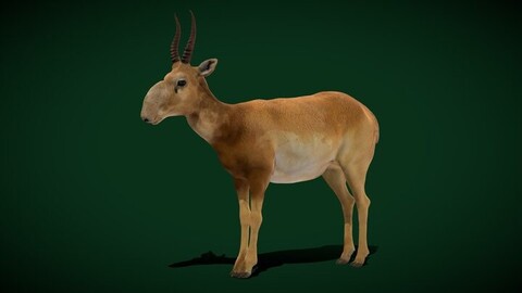 Saiga Antelope Mammal