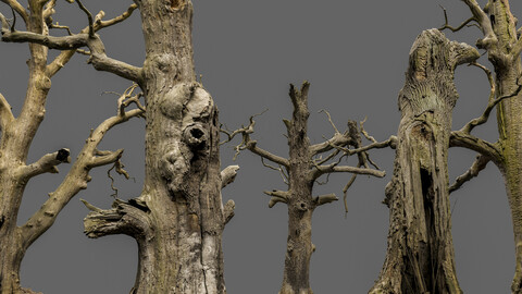 600-year-old dead oaks - ENTS Package