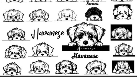 Peeking Havanese Puppy Svg, Peeking Havanese Clipart, Havanese Head, Dog Paws Breed Pet svg, Dog Cutting Files For Cricut, peeking dog svg