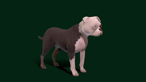 American Staffordshire Terrier Dog Breed