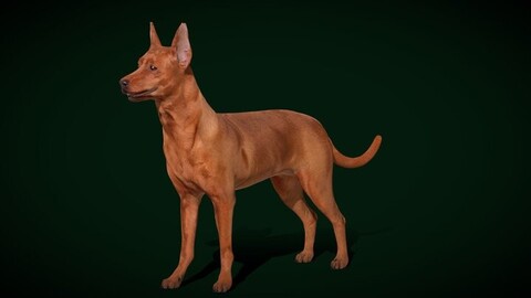 Miniature Pinscher Dog Breed