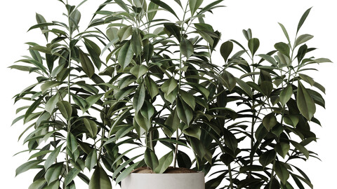 HousePlants Ficus Cyathistipula African Fig Set02