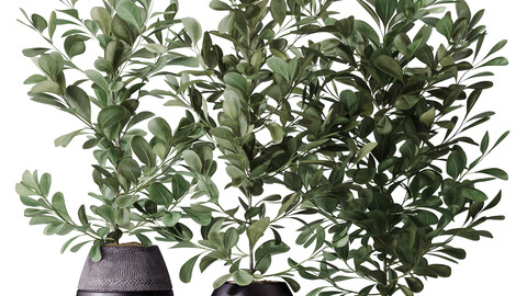 HousePlants Ficus Microcarpa Moclame Indian Laurel Set02