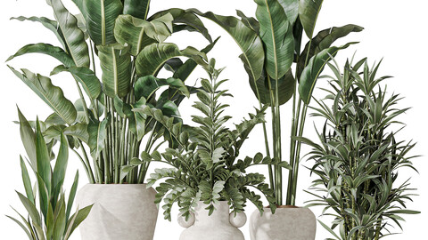 Indoor plant set 21